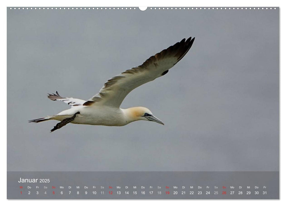 Nordatlantische Seevögel (CALVENDO Premium Wandkalender 2025)