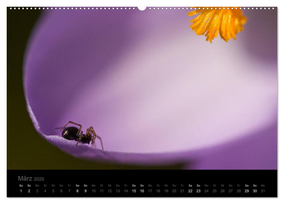 Natur im Detail (CALVENDO Premium Wandkalender 2025)