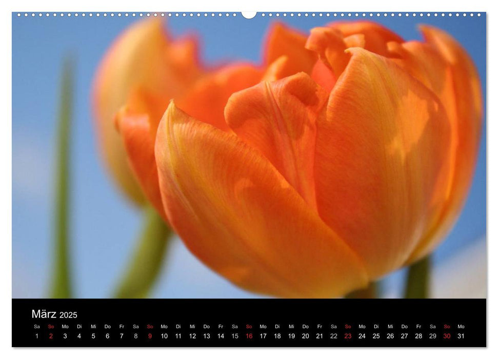 ORANGE – Farbe der Freude (CALVENDO Premium Wandkalender 2025)