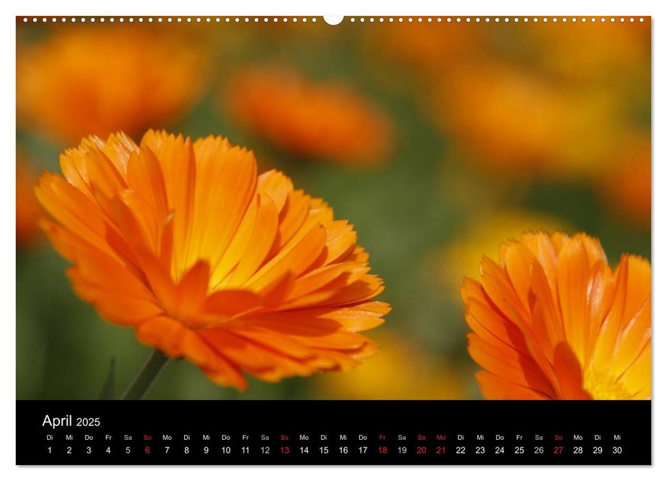 ORANGE – Farbe der Freude (CALVENDO Premium Wandkalender 2025)