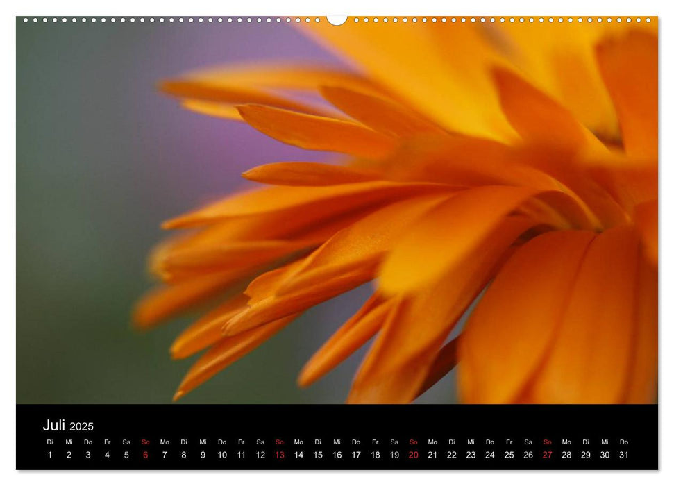 ORANGE – Farbe der Freude (CALVENDO Premium Wandkalender 2025)