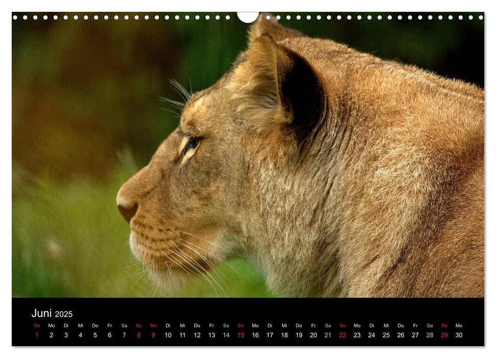 Löwen (CALVENDO Wandkalender 2025)