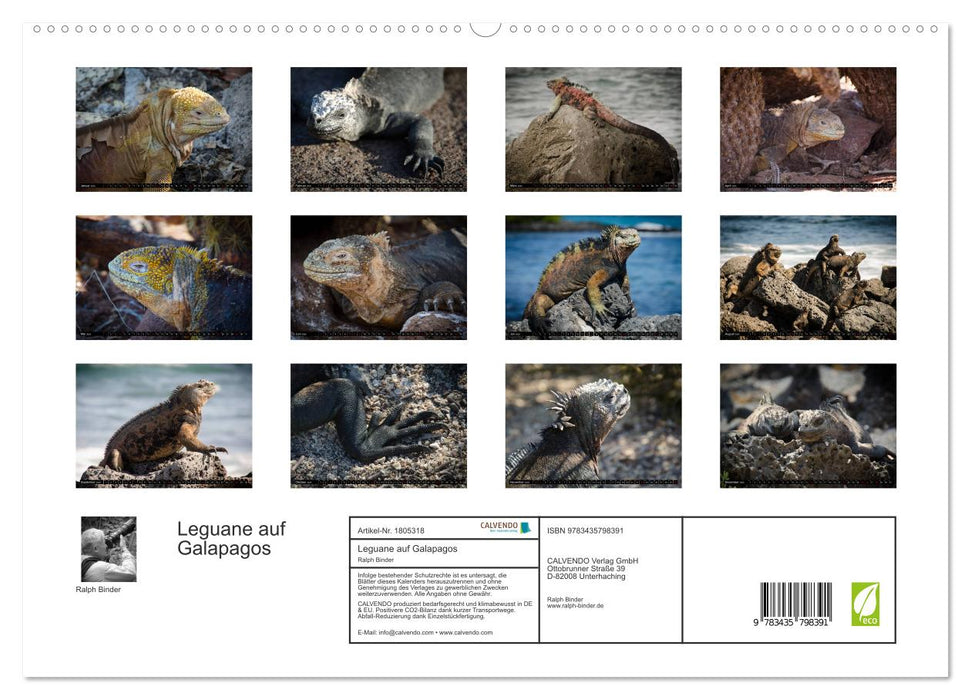 Leguane auf Galapagos (CALVENDO Premium Wandkalender 2025)