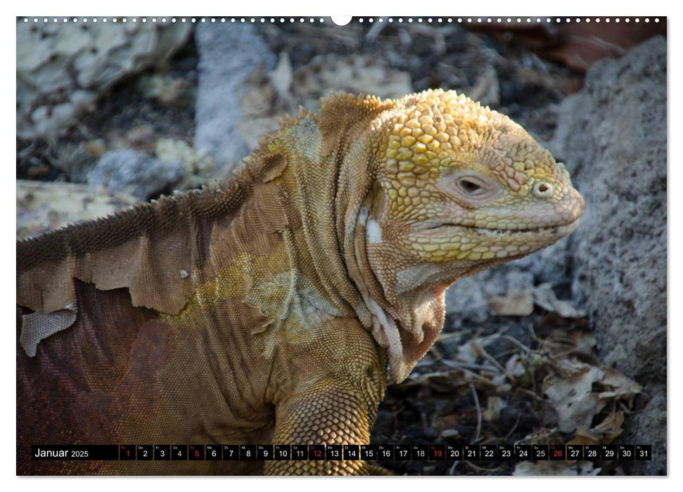 Leguane auf Galapagos (CALVENDO Premium Wandkalender 2025)