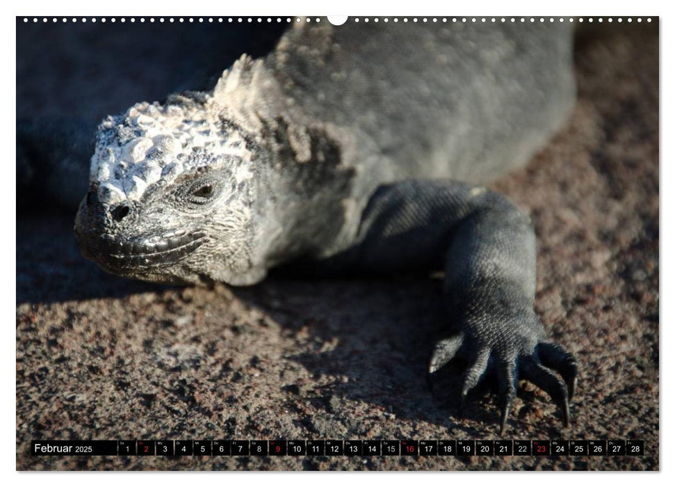 Leguane auf Galapagos (CALVENDO Premium Wandkalender 2025)