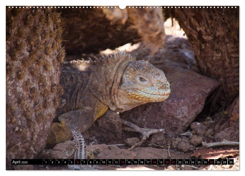 Leguane auf Galapagos (CALVENDO Premium Wandkalender 2025)