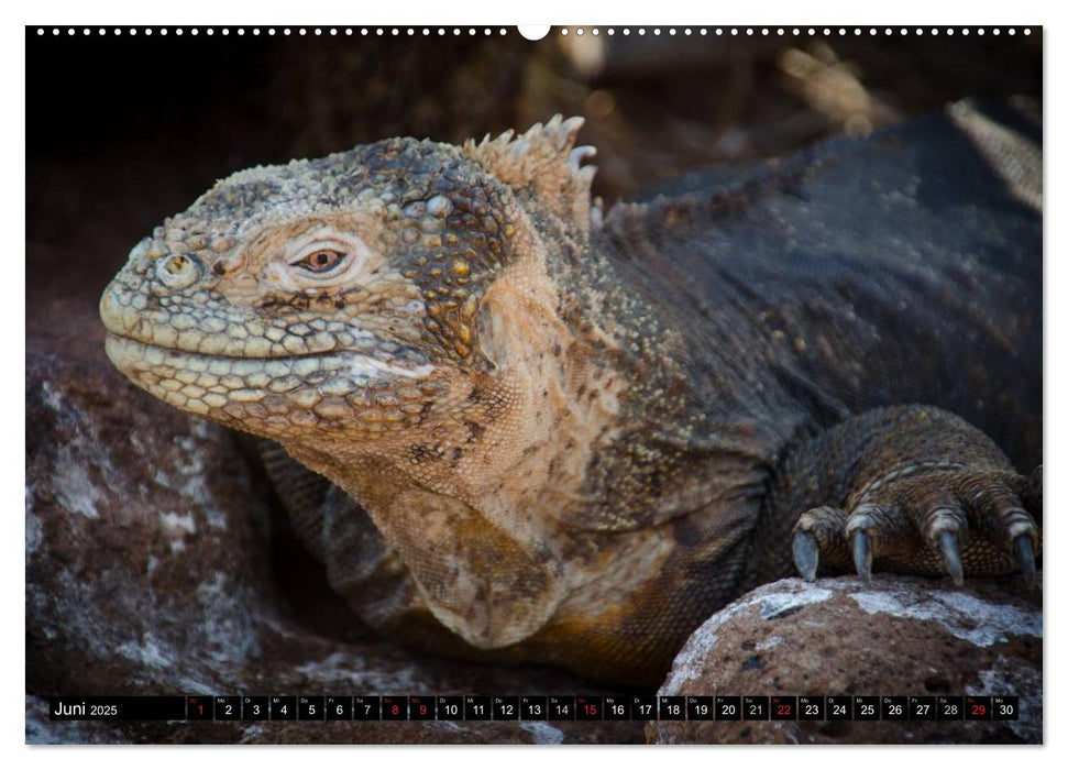 Leguane auf Galapagos (CALVENDO Premium Wandkalender 2025)