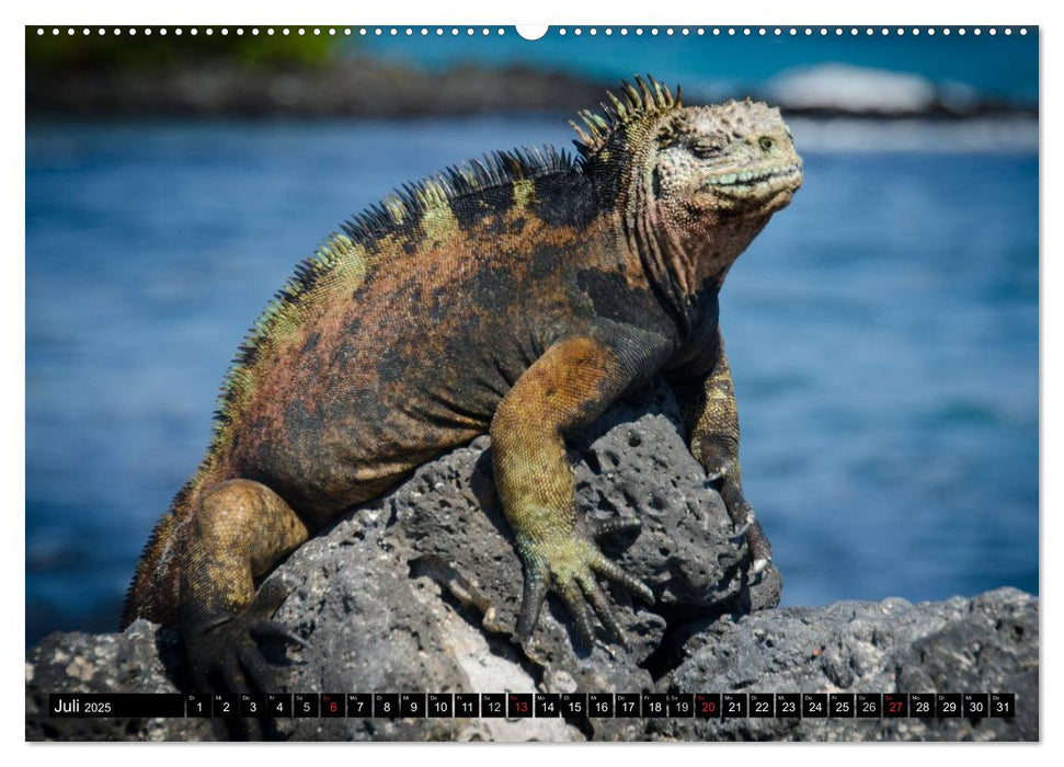 Leguane auf Galapagos (CALVENDO Premium Wandkalender 2025)