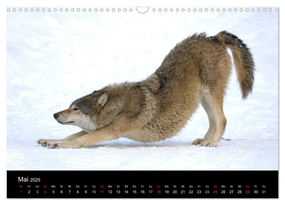 Kanadische Wölfe im Winter (CALVENDO Wandkalender 2025)