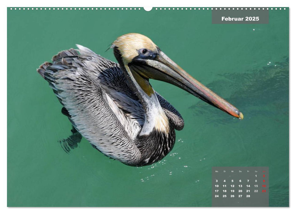 See you later ... Florida Wildlife (CALVENDO Premium Wandkalender 2025)