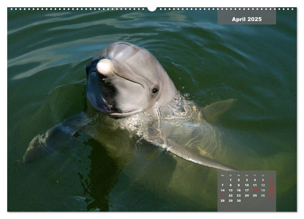 See you later ... Florida Wildlife (CALVENDO Premium Wandkalender 2025)