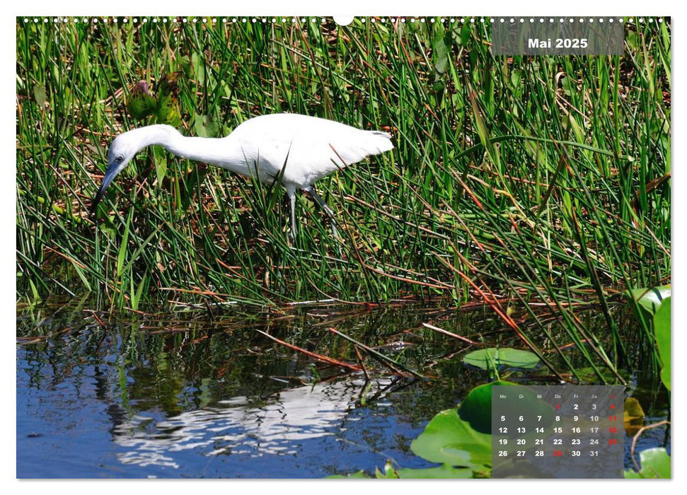 See you later ... Florida Wildlife (CALVENDO Premium Wandkalender 2025)