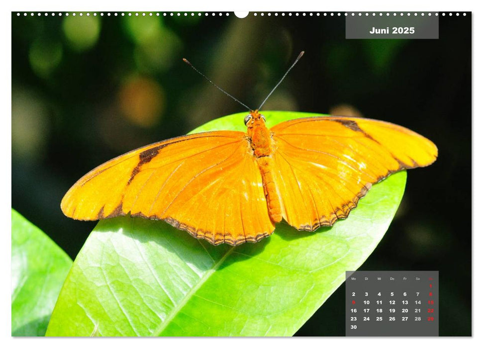 See you later ... Florida Wildlife (CALVENDO Premium Wandkalender 2025)