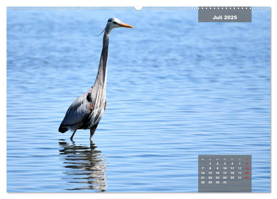 See you later ... Florida Wildlife (CALVENDO Premium Wandkalender 2025)