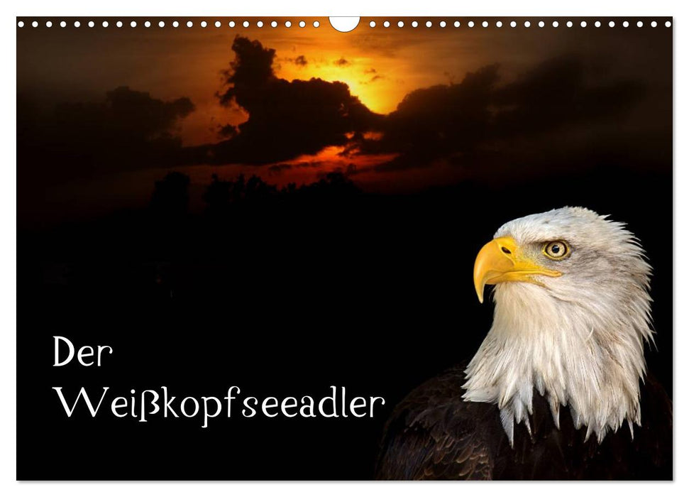 Der Weißkopfseeadler (CALVENDO Wandkalender 2025)