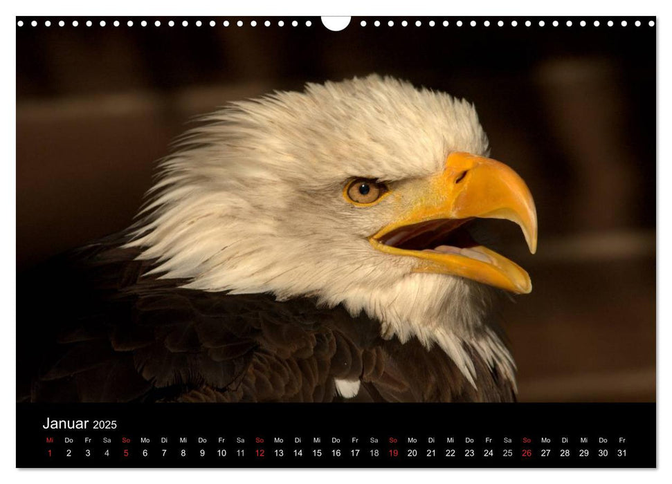 Der Weißkopfseeadler (CALVENDO Wandkalender 2025)