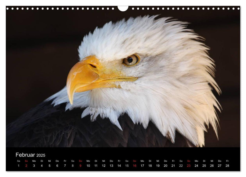 Der Weißkopfseeadler (CALVENDO Wandkalender 2025)