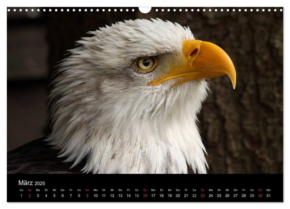 Der Weißkopfseeadler (CALVENDO Wandkalender 2025)