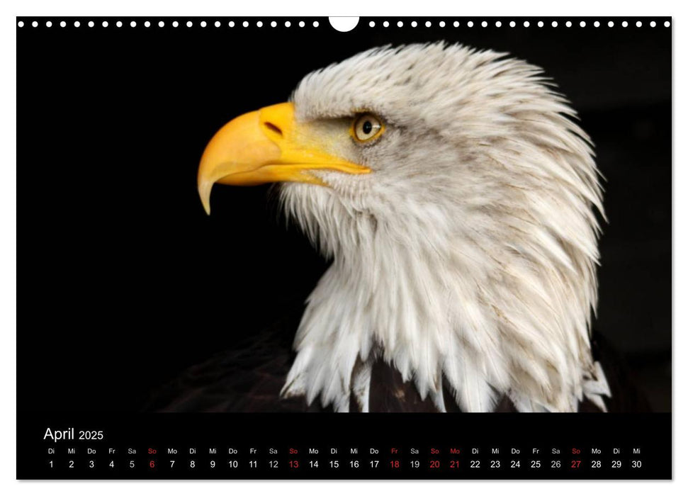 Der Weißkopfseeadler (CALVENDO Wandkalender 2025)