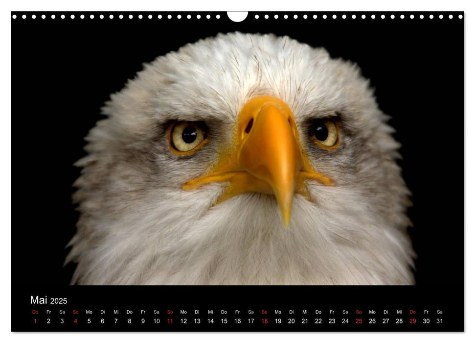 Der Weißkopfseeadler (CALVENDO Wandkalender 2025)