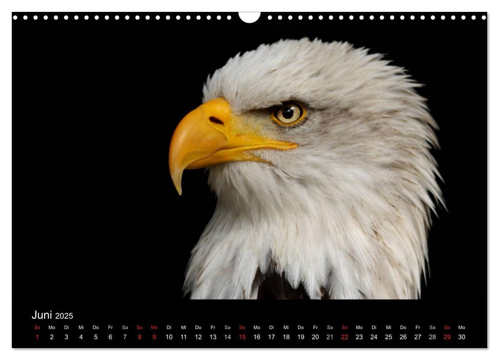 Der Weißkopfseeadler (CALVENDO Wandkalender 2025)