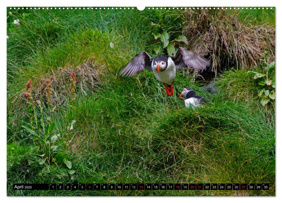 Papageitaucher Clowns der Meere (CALVENDO Wandkalender 2025)