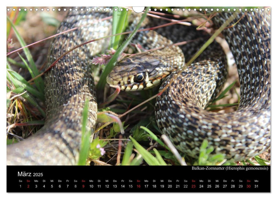 Schlangen Europas (CALVENDO Wandkalender 2025)