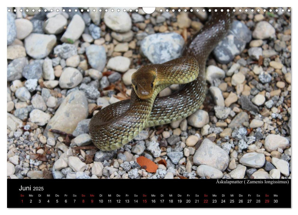 Schlangen Europas (CALVENDO Wandkalender 2025)