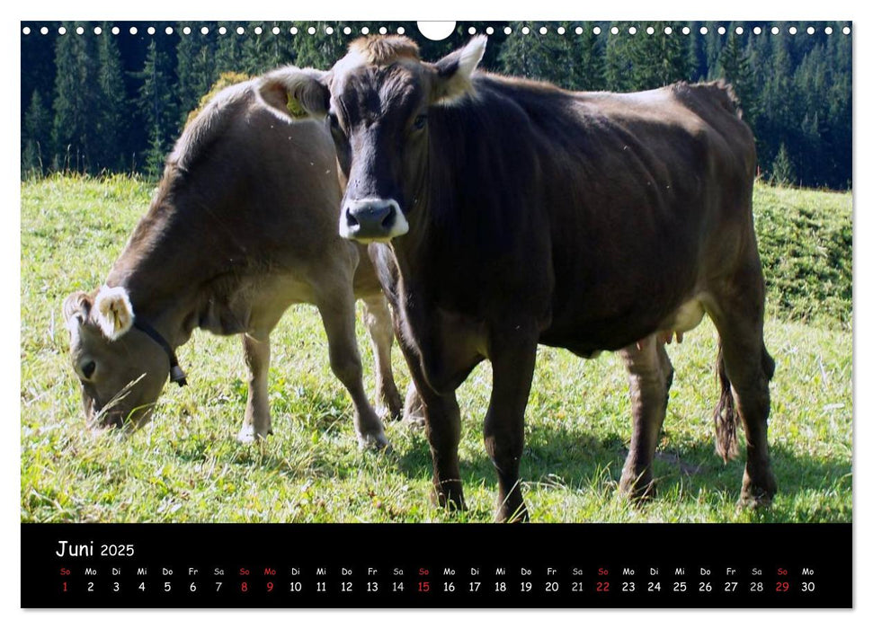 Schweiz - Berglandschaften (CALVENDO Wandkalender 2025)