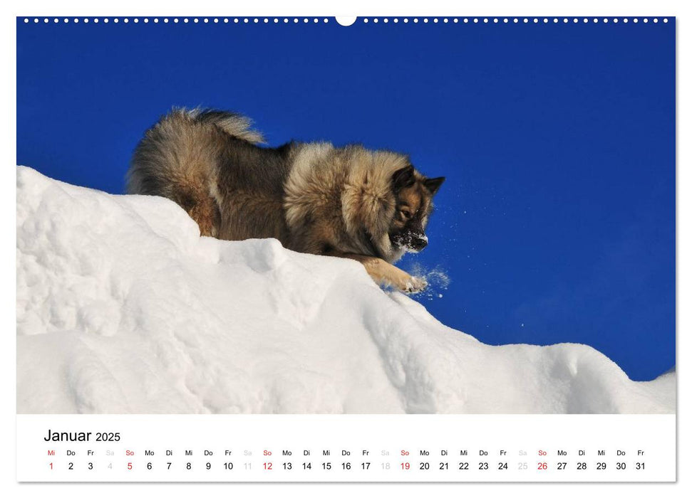 Der Wolfsspitz (CALVENDO Premium Wandkalender 2025)