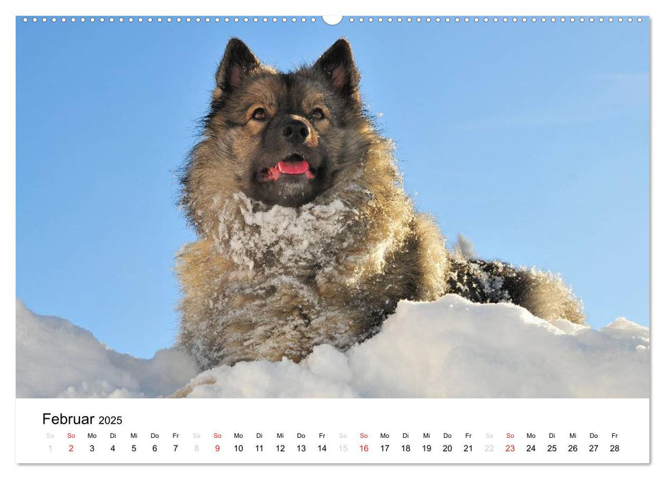 Der Wolfsspitz (CALVENDO Premium Wandkalender 2025)