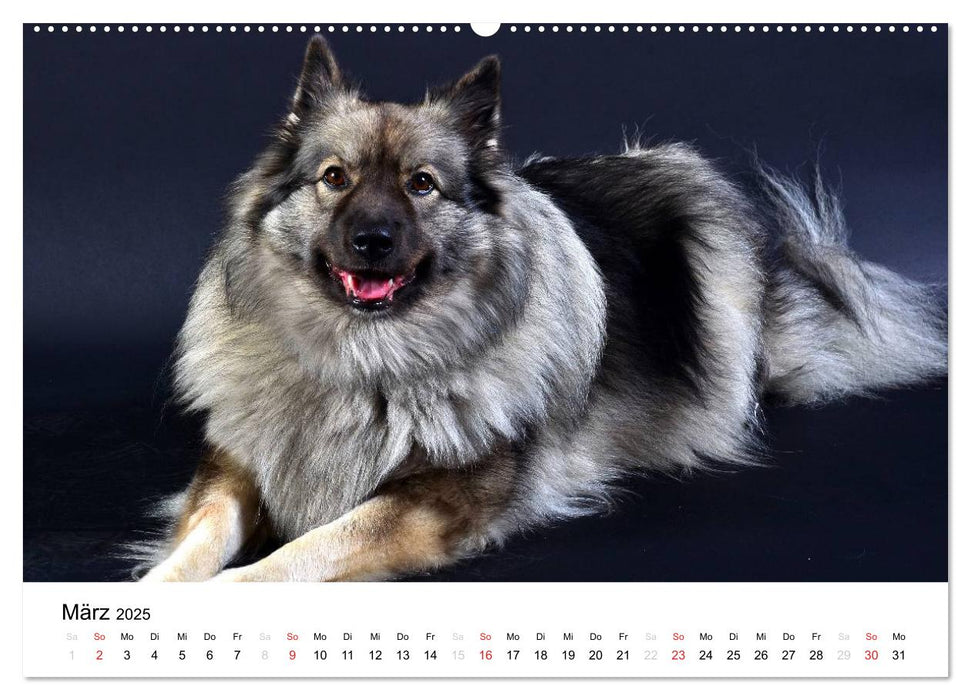 Der Wolfsspitz (CALVENDO Premium Wandkalender 2025)