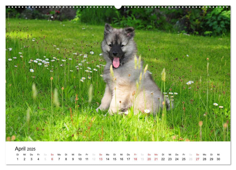 Der Wolfsspitz (CALVENDO Premium Wandkalender 2025)