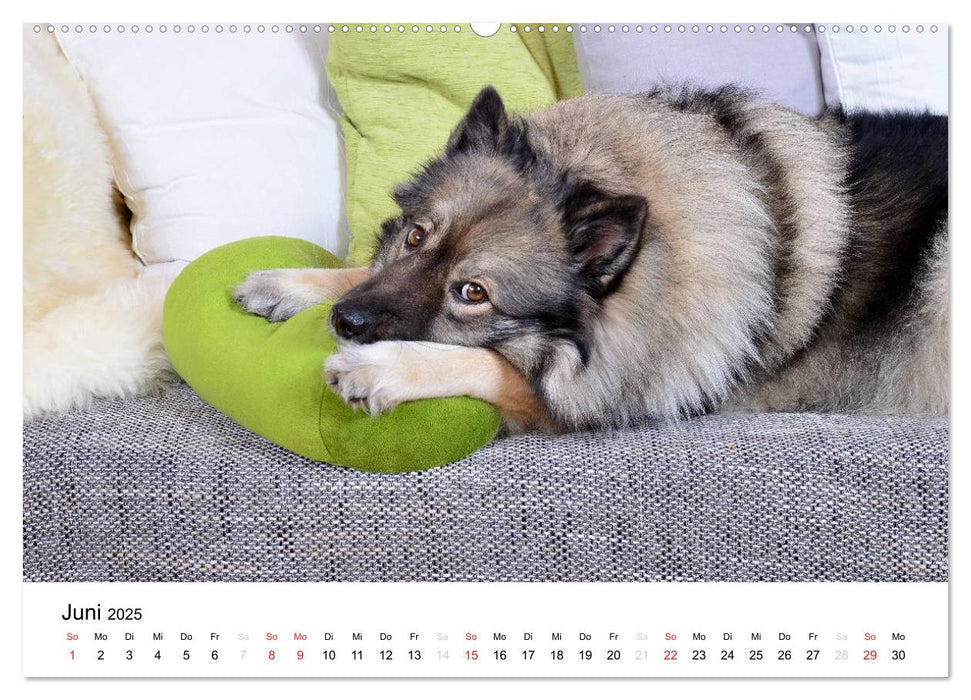 Der Wolfsspitz (CALVENDO Premium Wandkalender 2025)