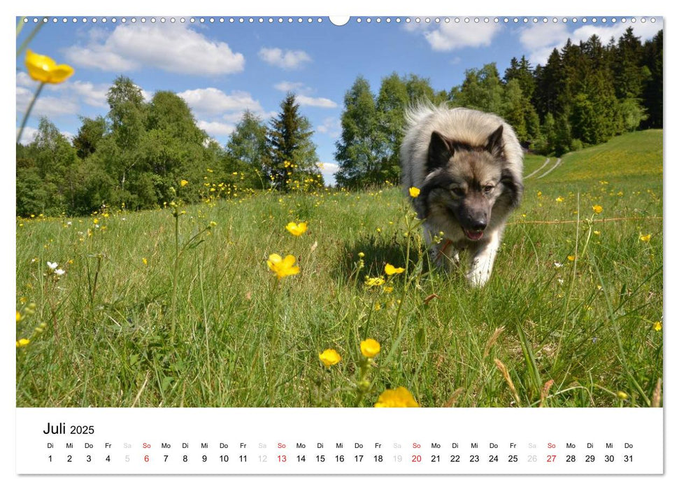 Der Wolfsspitz (CALVENDO Premium Wandkalender 2025)