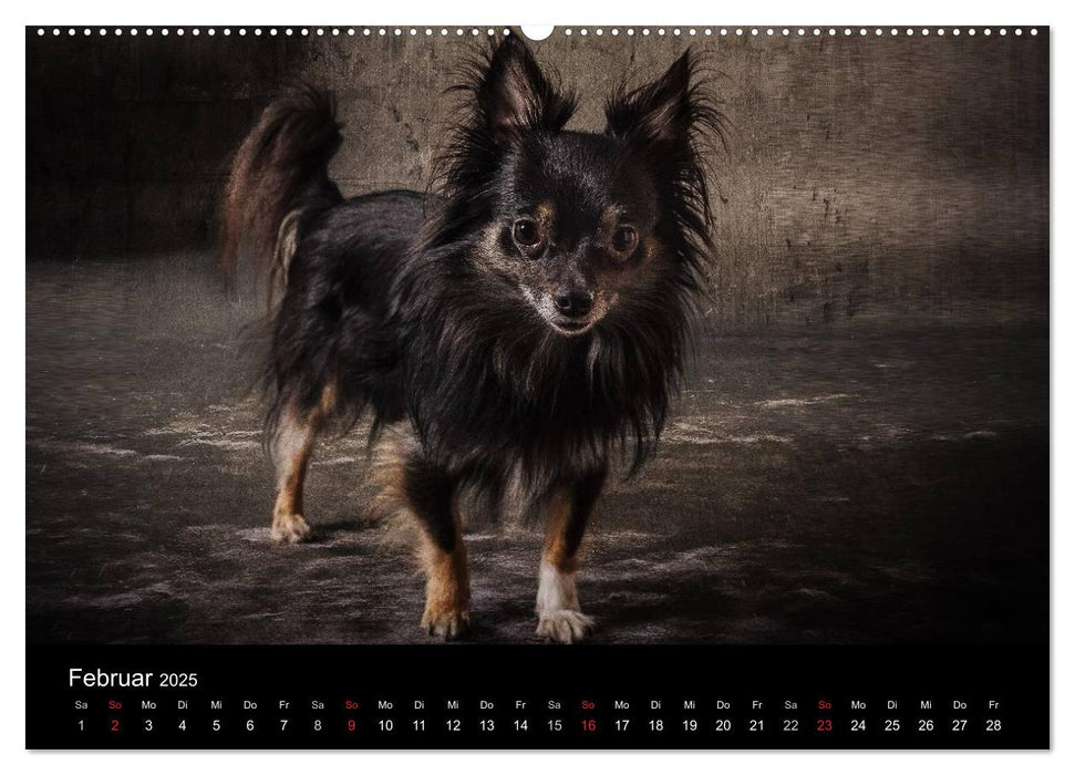 Urban Dogs - Hundekalender der anderen Art (CALVENDO Wandkalender 2025)