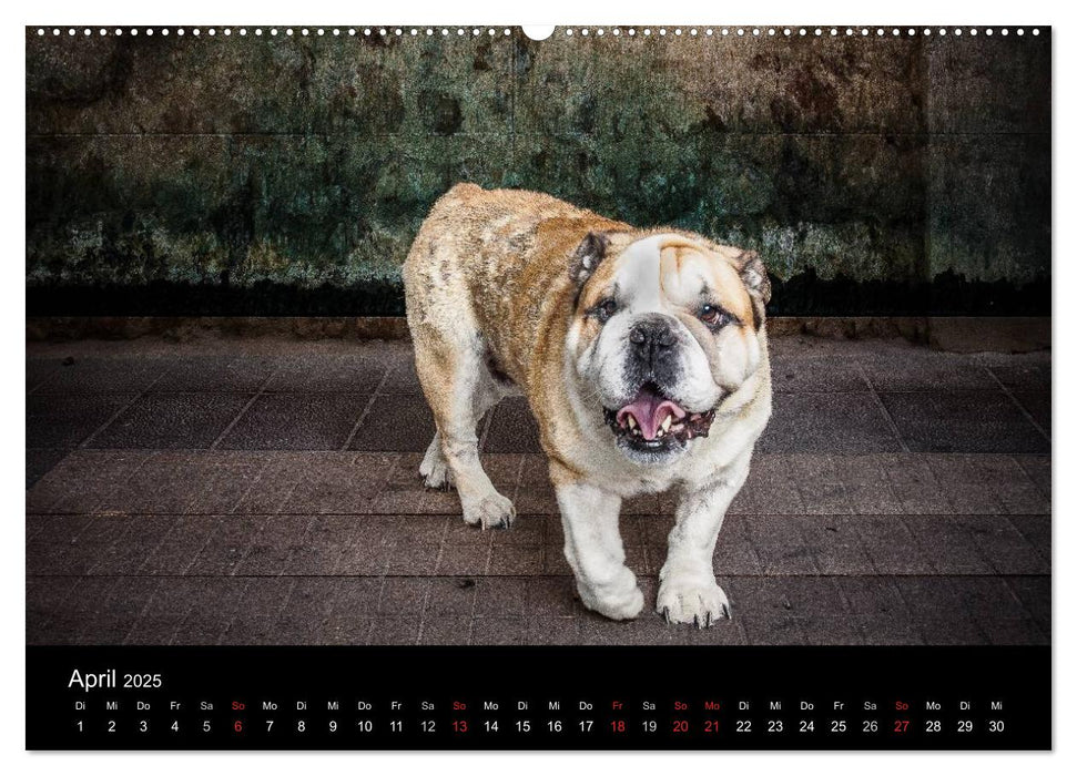 Urban Dogs - Hundekalender der anderen Art (CALVENDO Wandkalender 2025)