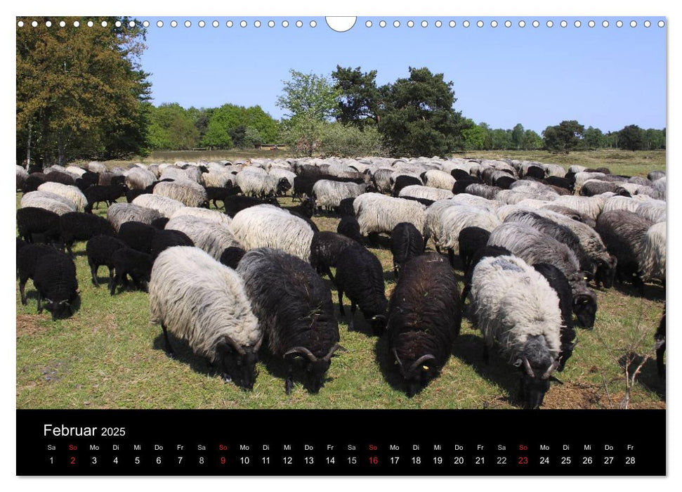 Lüneburg und die Lüneburger Heide (CALVENDO Wandkalender 2025)