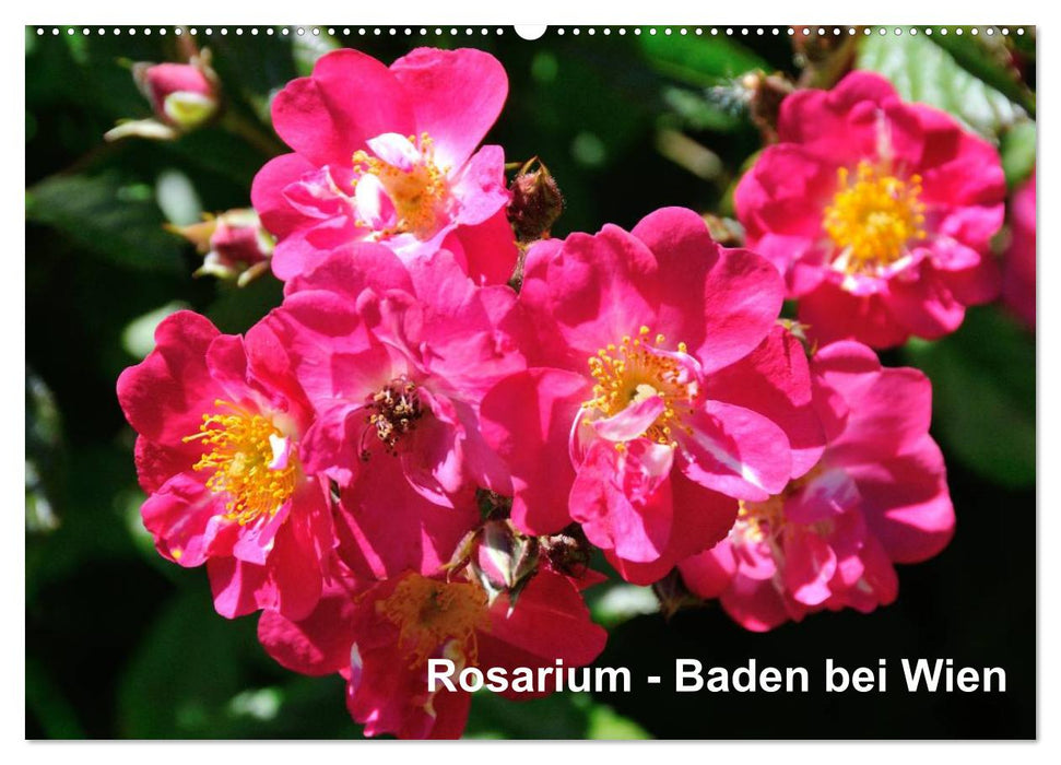 Baden bei Wien - Rosarium (CALVENDO Wandkalender 2025)