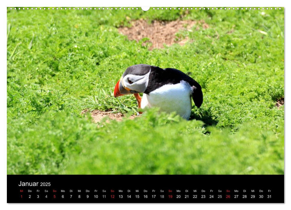 Puffins, Papageitauchern ganz nah (CALVENDO Premium Wandkalender 2025)