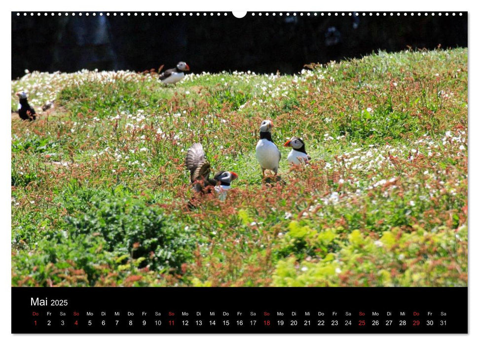 Puffins, Papageitauchern ganz nah (CALVENDO Premium Wandkalender 2025)