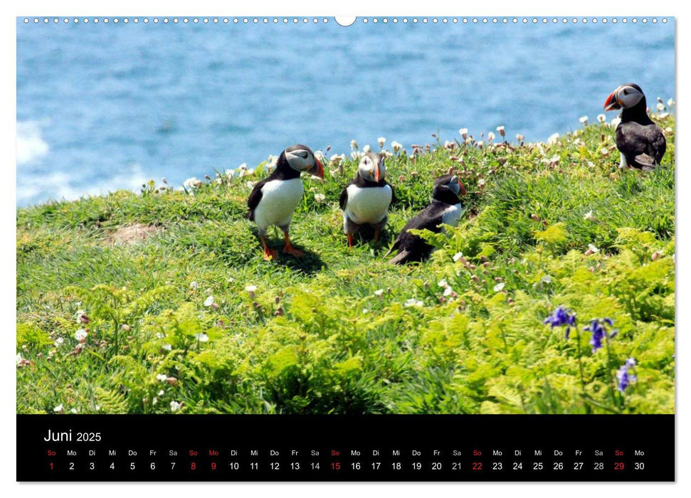 Puffins, Papageitauchern ganz nah (CALVENDO Premium Wandkalender 2025)