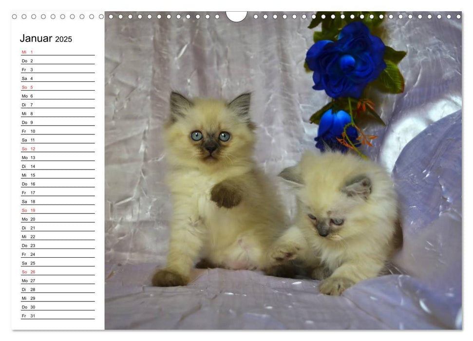 Colourpoint Katzen 2025 (CALVENDO Wandkalender 2025)