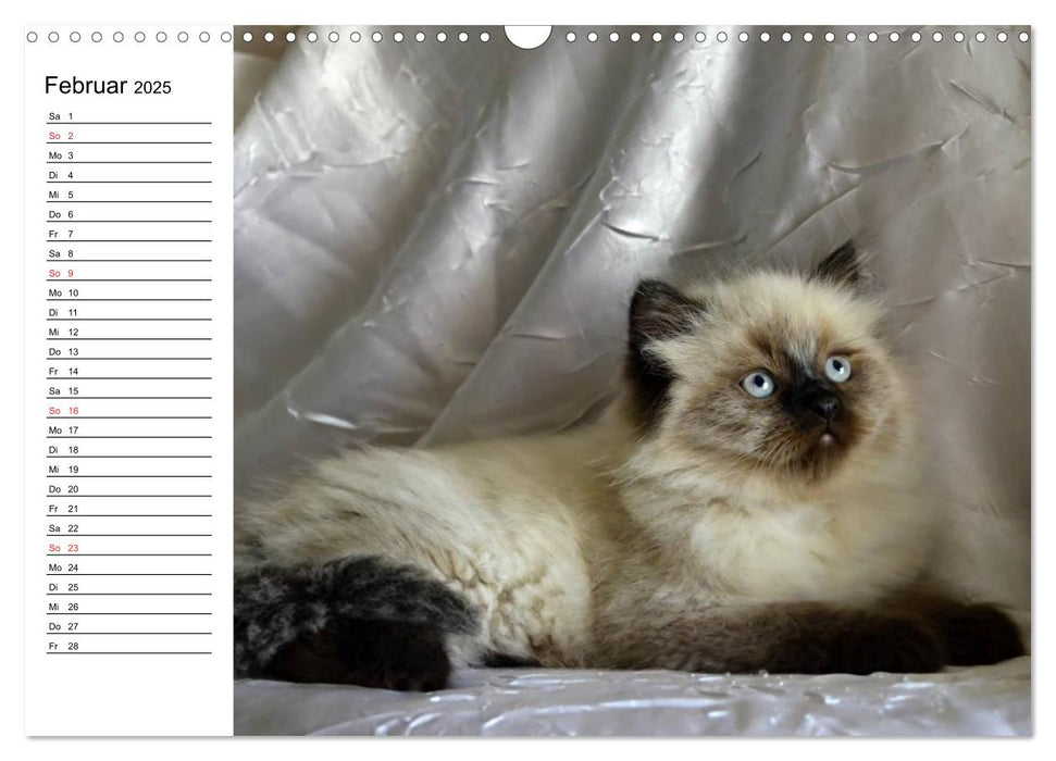 Colourpoint Katzen 2025 (CALVENDO Wandkalender 2025)