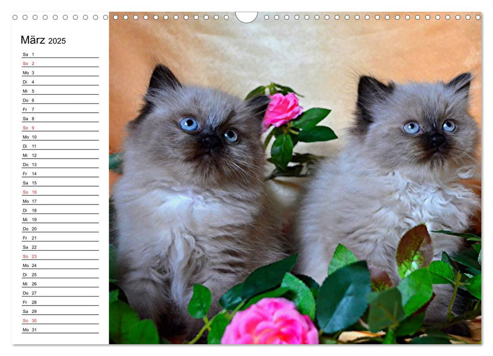 Colourpoint Katzen 2025 (CALVENDO Wandkalender 2025)