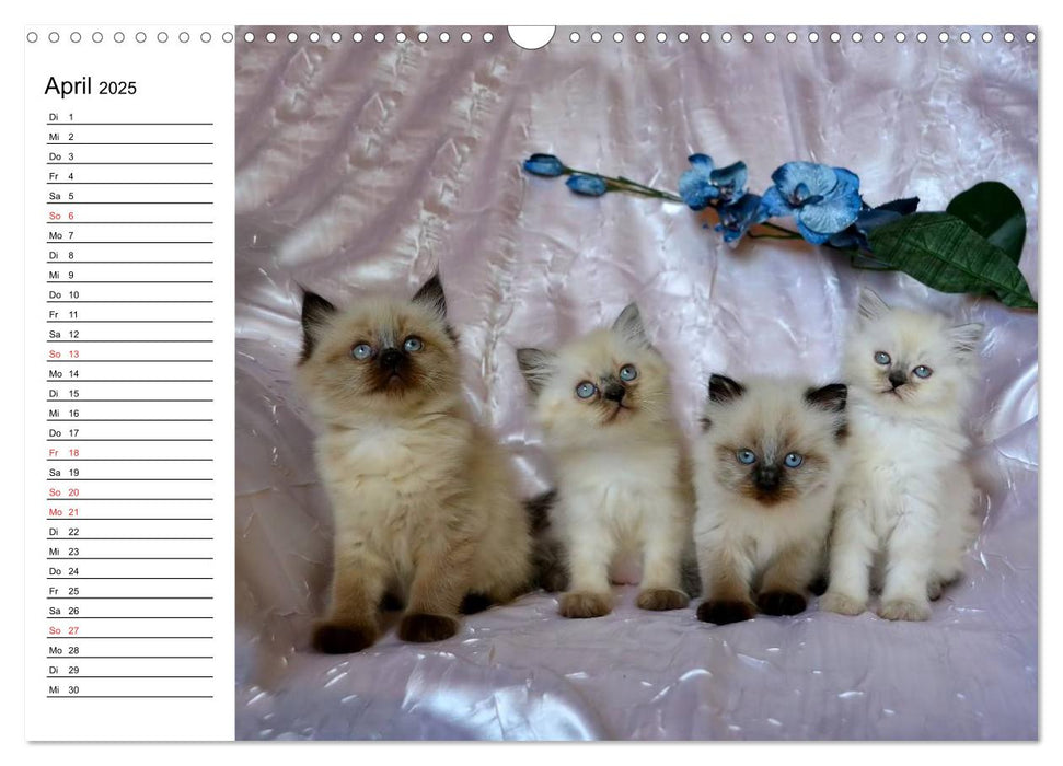 Colourpoint Katzen 2025 (CALVENDO Wandkalender 2025)