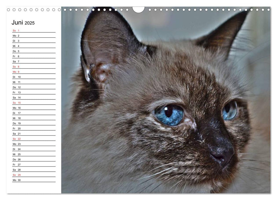 Colourpoint Katzen 2025 (CALVENDO Wandkalender 2025)