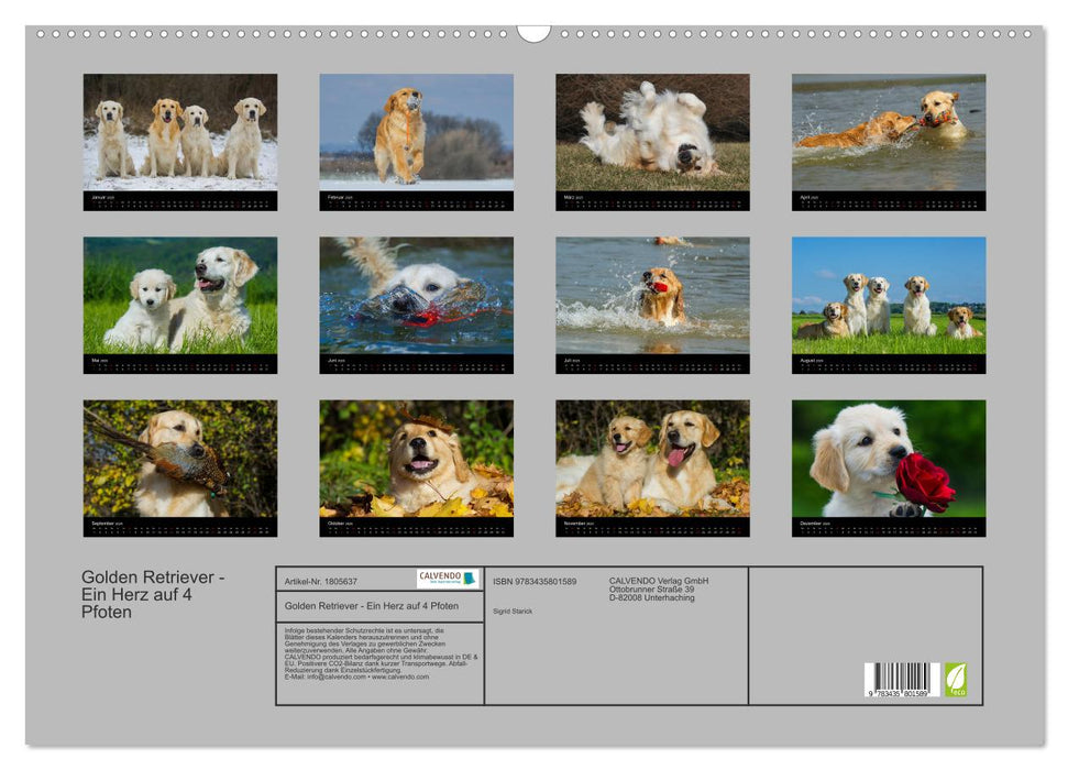 Golden Retriever - Ein Herz auf 4 Pfoten (CALVENDO Wandkalender 2025)