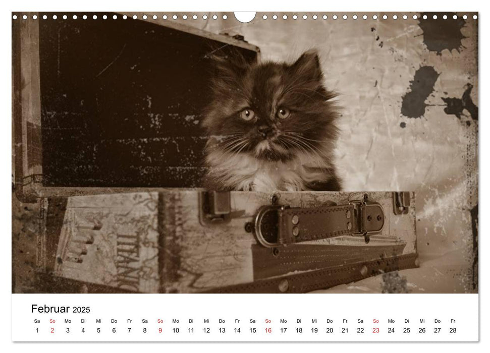 Oma's Katzenkalender 2025 (CALVENDO Wandkalender 2025)