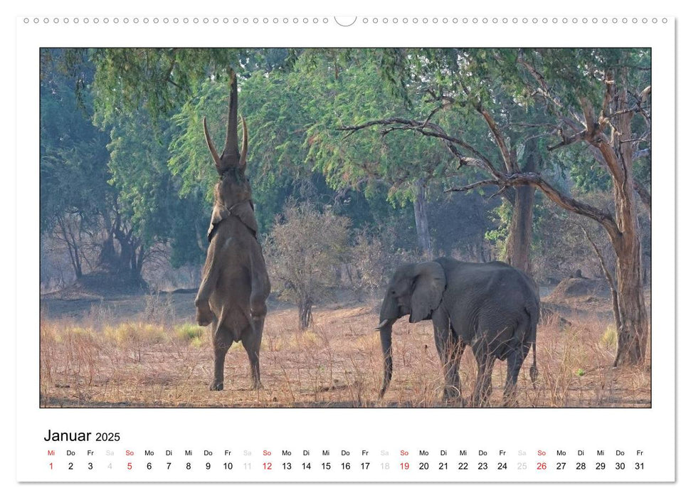 Afrikanische Elefanten (CALVENDO Premium Wandkalender 2025)